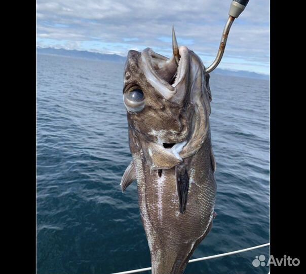 Свежая рыба