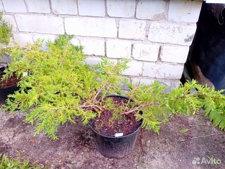 Можжевельник декоративный