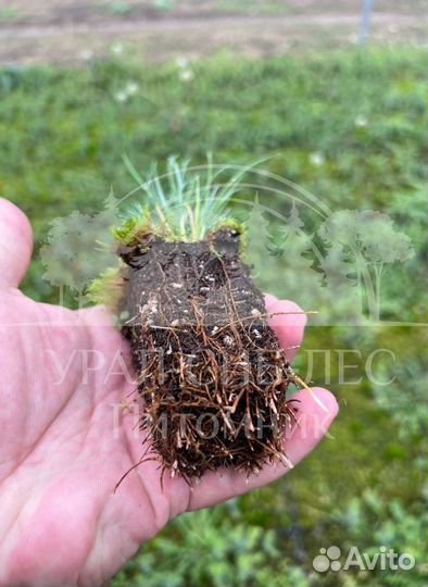 Лиственница Сибирская зкс сеянцы