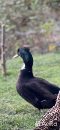 Утка хохлатая селезень или обмен на самку/ утку
