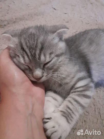 Отдам кота в добрые руки