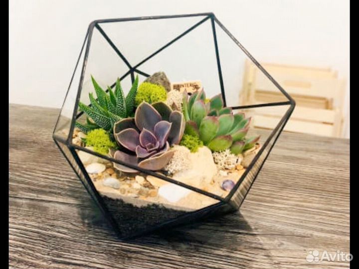 Суккуленты в флорариуме