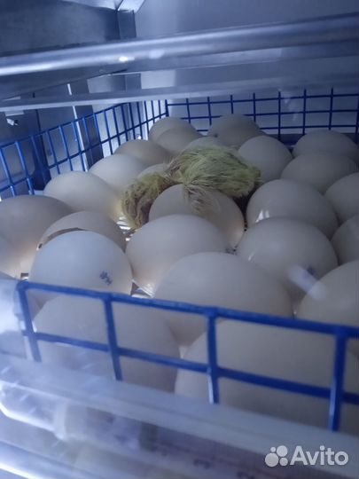 Бройлер/перепел/породная птица