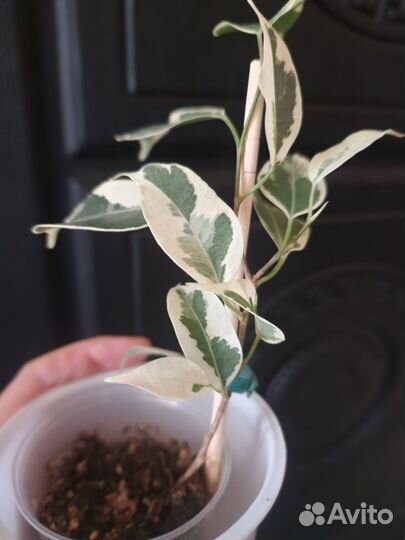 Фикус Де Гантель