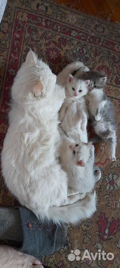 Отдам в добрые руки