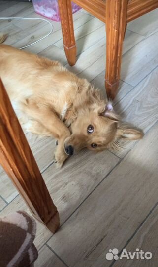 Собака бесплатно