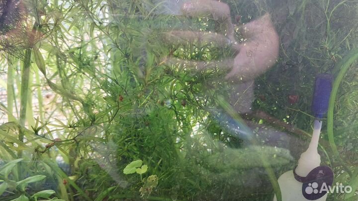 Аквариумные растения