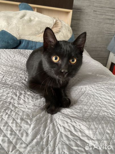 Котенок в добрые руки