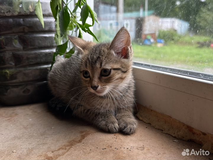 Кошка в дар бесплатно