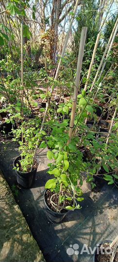 Клематис барбарис буддлея Давида саженцы