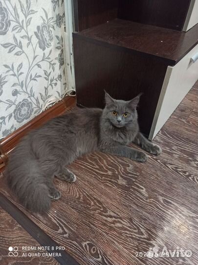 Найдена кошка