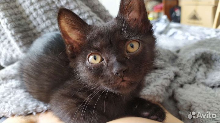 Кошка бесплатно
