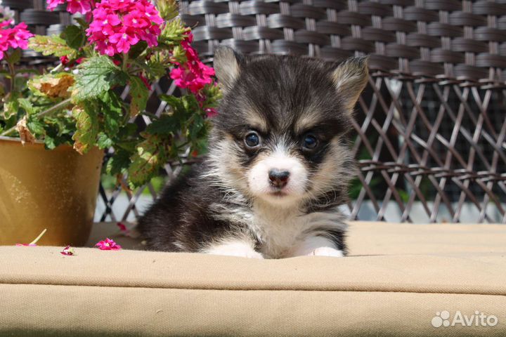 Вельш-корги пемброк