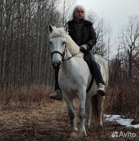 Две белые упряжные лошади