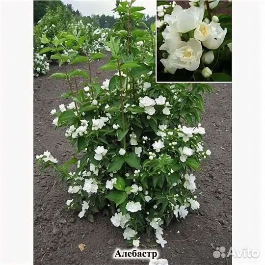 Саженцы декоративных растений