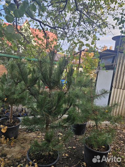 Сосна Черная