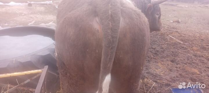 Быки на мясо живым весом