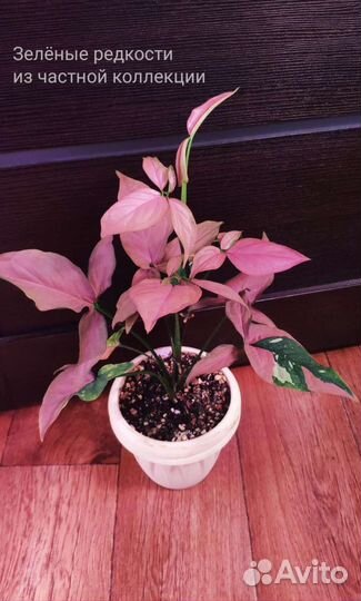 Спорт от Синга Ред Спот триколор