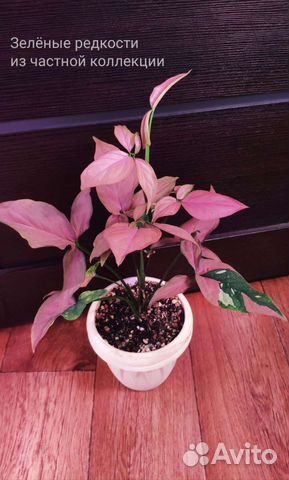 Спорт от Синга Ред Спот триколор