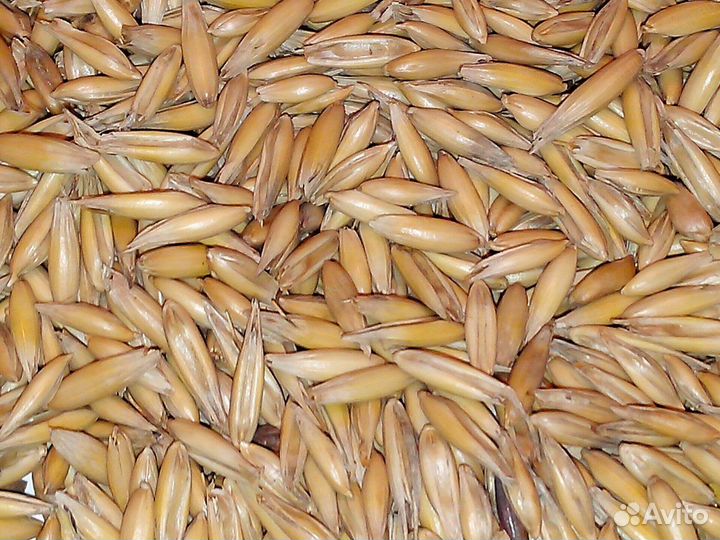 Овес ячмень