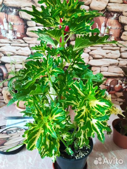 Колеусы вегетативные