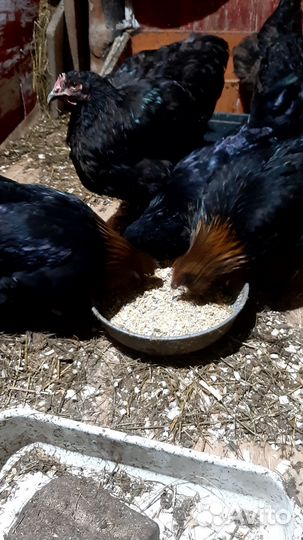 Куры молодки