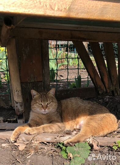 Кошка в добрые руки бесплатно