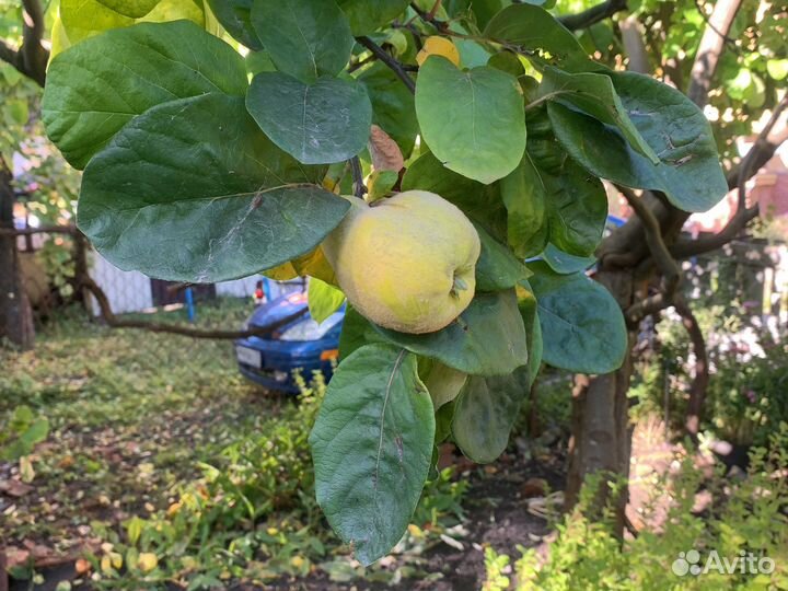 Продам айву