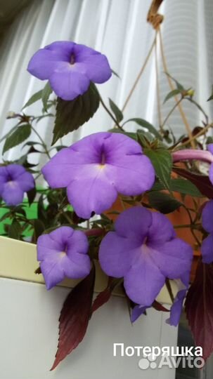 Ахименесы ризомы