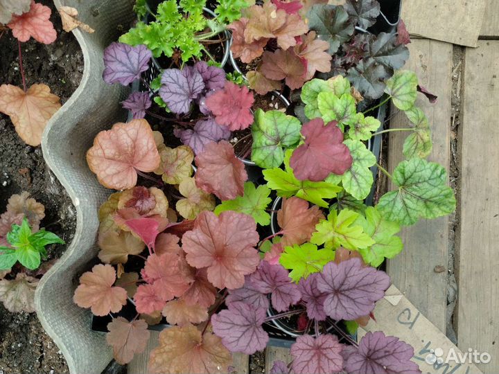 Гейхера большое разнообразие сортов