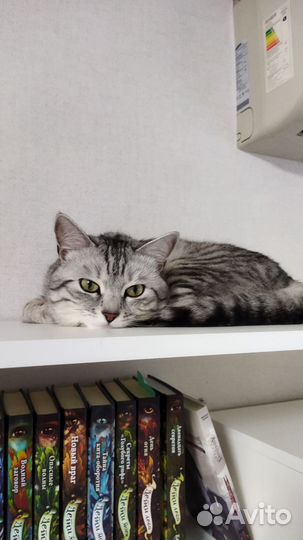 Кот мышелов