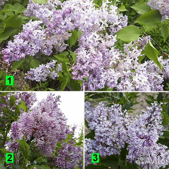 Декоративные садовые кустарники