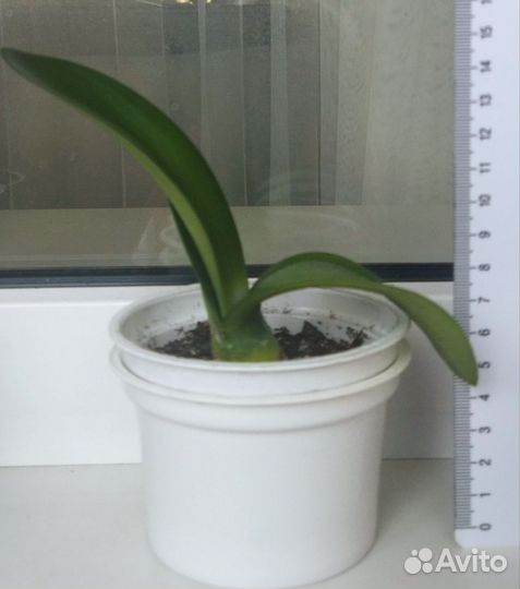 Гемантус белоцветковый