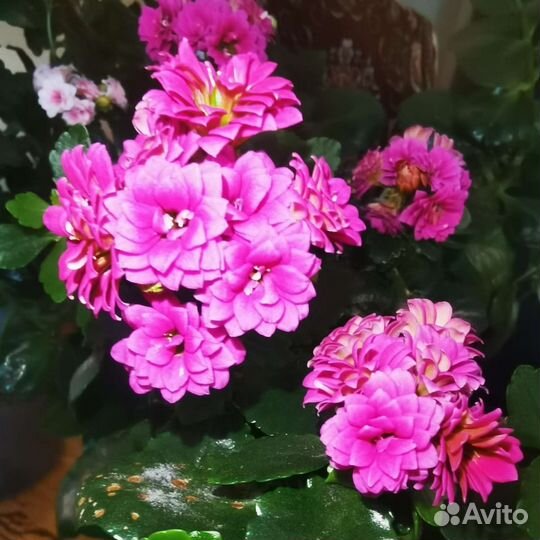 Каланхоэ