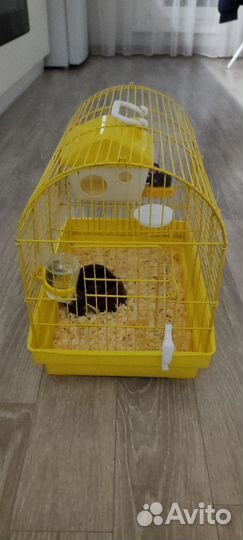 Сирийский хомяк с клеткой