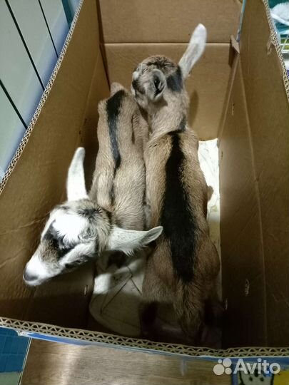 Продам козлят