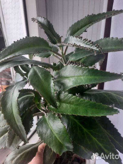 Каланхоэ лечебное