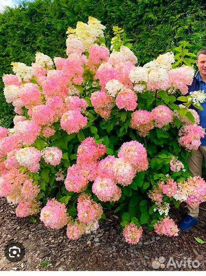 Гортензии большой выбор