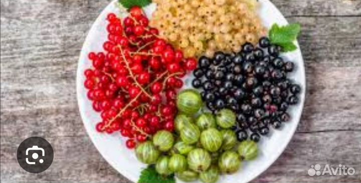 Саженцы смородины