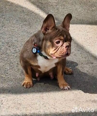 Французский бульдог серый. Бигроп вельвет собака. Бигроп вельвет собака. Бигроп вельвет собака. Бигроп вельвет собака.