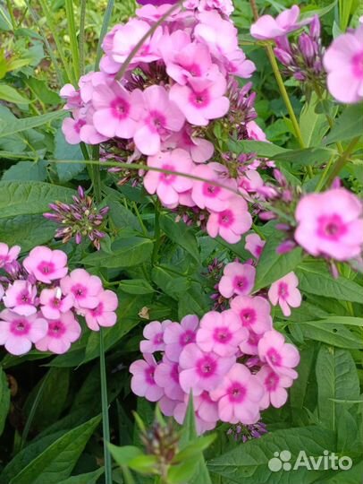 Флоксы сортовые