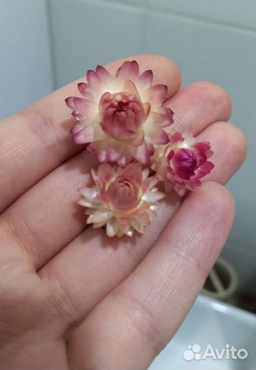 Гелихризум (Бессмертник). Сухоцвет