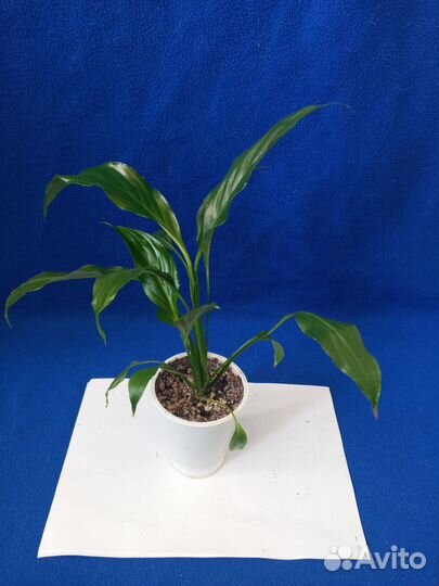 Спатифиллум