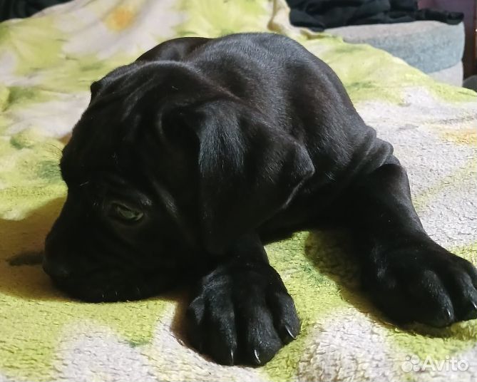 Щенки кане Корсо