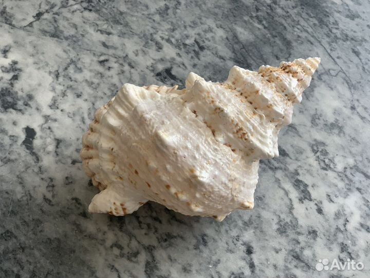 Ракушка декоративная