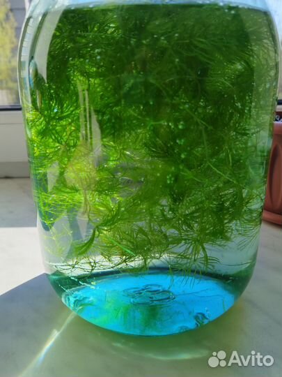 Роголистник