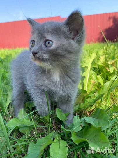 Котенок девочка