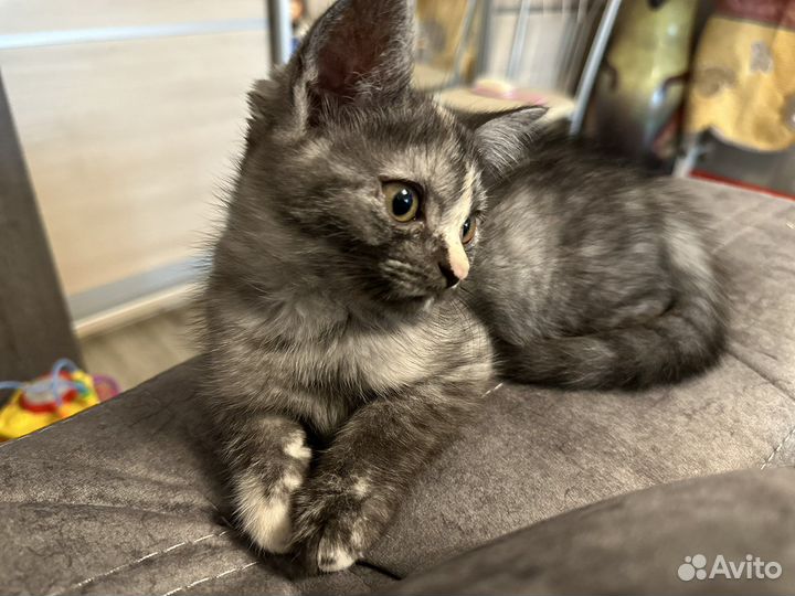 Британская кошка