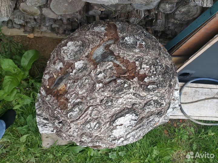 Кап березовый