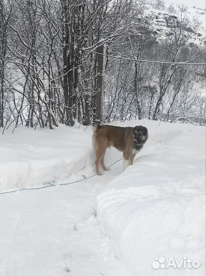 Кавказская овчарка в добрые руки